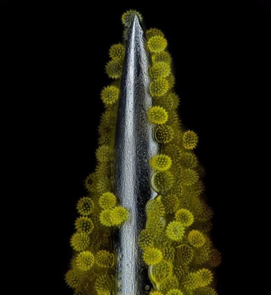 Победители конкурса микрофотографии Nikon Small World 2023 (20 фото)