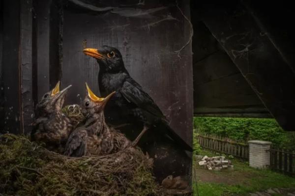 Захватывающие дух фотографии победителей конкурса на лучшую фотографию природы Nature TTL Photographer Of The Year (30 фото)