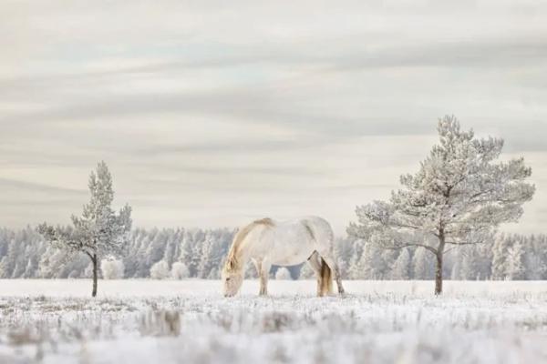 Фотографии, победившие в конкурсе "Лучший международный фотограф домашнего животного 2023 года" (17 фото)